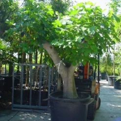 Vijg Als Solitair (Ficus Carica) -Aanbiedingen Bloem Land Winkel 20101215111635 7