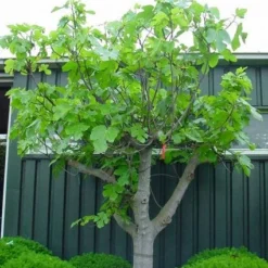 Vijg Als Solitair (Ficus Carica) -Aanbiedingen Bloem Land Winkel 20101215111658 7