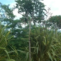 Vijgenboom (Ficus Carica)