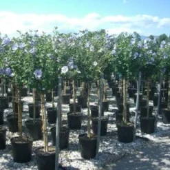 Altheastruik Op Stam (Hibiscus Syriacus 'Oiseau Blue') -Aanbiedingen Bloem Land Winkel 20101215130540 1