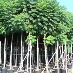 Jacaranda (Jacaranda Mimosifolia) -Aanbiedingen Bloem Land Winkel 20101216113918 6