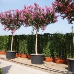 Roze Lagerstroemia Als Boom (Lagerstroemia Indica)