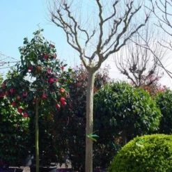 Roze Lagerstroemia Als Boom (Lagerstroemia Indica) -Aanbiedingen Bloem Land Winkel 20101216134719 9