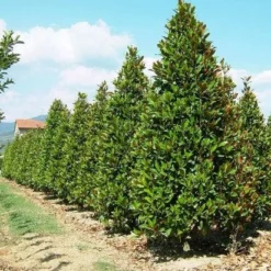 Magnolia (Magnolia Grandiflora 'Gallissoniere') -Aanbiedingen Bloem Land Winkel 20101217150008 85 17
