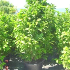 Beverboom (Magnolia Liliiflora 'Nigra') -Aanbiedingen Bloem Land Winkel 20101217150734 13