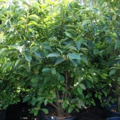 Beverboom (Magnolia Soulangeana) -Aanbiedingen Bloem Land Winkel 20101217150923 10