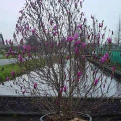 Beverboom, Struik (Magnolia Susan) -Aanbiedingen Bloem Land Winkel 20101217151122 10