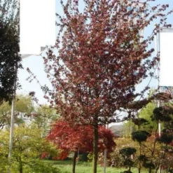 Sierappel (Malus 'Profusion' )