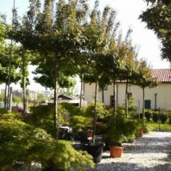 Sierappel Als Dakboom (Malus 'Profusion')