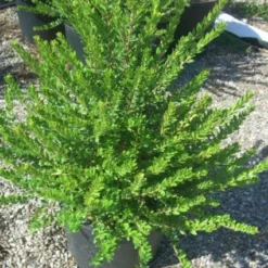 Dwergmirte (Myrtus Communis 'Tarentina') -Aanbiedingen Bloem Land Winkel 20101217172218 2