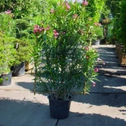 Oleander Als Leivorm (Nerium Oleander)