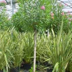 Oleander Als Boom (Nerium Oleander) -Aanbiedingen Bloem Land Winkel 20101220114122 5