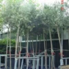Olijfboom (Olea Europaea ) -Aanbiedingen Bloem Land Winkel 20101220124109 9