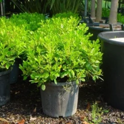 Australische Laurier (Pittosporum Tobira 'Nanum') 10 Australische Laurier (Pittosporum Tobira 'Nanum') -Aanbiedingen Bloem Land Winkel 20101221141255 8