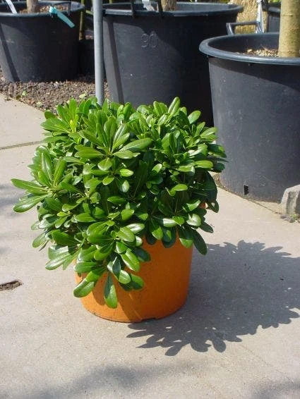 Australische Laurier (Pittosporum Tobira 'Nanum') 4 Australische Laurier (Pittosporum Tobira 'Nanum') - Afbeelding 2