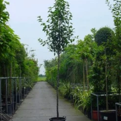 Chinese Sierpeer (Pyrus Calleryana 'Chanticleer') -Aanbiedingen Bloem Land Winkel 20101224151019 19