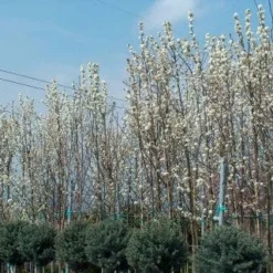 Chinese Sierpeer (Pyrus Calleryana 'Chanticleer') -Aanbiedingen Bloem Land Winkel 20101224151150 19