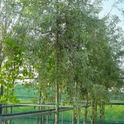 Aanbiedingen Bloem Land Winkel -Aanbiedingen Bloem Land Winkel 20101224152131 9