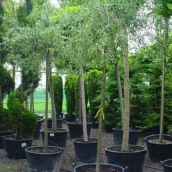 Treursierpeer (Pyrus Salicifolia 'Pendula') -Aanbiedingen Bloem Land Winkel 20101224152204 9