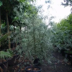 Sierpeer Als Struik (Pyrus Salicifolia 'Pendula') -Aanbiedingen Bloem Land Winkel 20101224153119 6