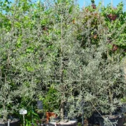 Sierpeer Als Struik (Pyrus Salicifolia 'Pendula') -Aanbiedingen Bloem Land Winkel 20101224153132 6