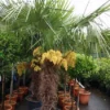 Winterharde Palm (Trachycarpus Fortunei)