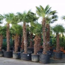 Winterharde Palm (Trachycarpus Fortunei) -Aanbiedingen Bloem Land Winkel 20101231135206 14