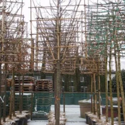 Sierappel Als Leiboom (Malus 'Red Sentinel') 9 Sierappel Als Leiboom (Malus 'Red Sentinel') -Aanbiedingen Bloem Land Winkel 20110105105309 5