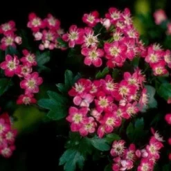 Rode Meidoorn Als Leiboom (Crataegus 'Paul's Scarlet') -Aanbiedingen Bloem Land Winkel 20110201103926 5