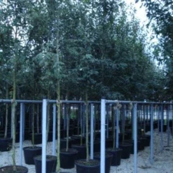 Krentenboom (Amelanchier Arborea 'Robin Hill') -Aanbiedingen Bloem Land Winkel 20110215154853 10