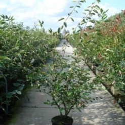 Krentenboom Als Struik (Amelanchier Lamarckii) -Aanbiedingen Bloem Land Winkel 20110215155125 13