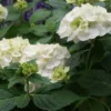 Hortensia (Hydrangea 'Endless Summer The Bride') 2 Hortensia (Hydrangea 'Endless Summer The Bride') -Aanbiedingen Bloem Land Winkel 20110622190216 2