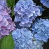 Hortensia (Hydrangea 'Endless Summer' Blauw) -Aanbiedingen Bloem Land Winkel 20110702112219 2