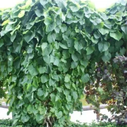 Duitse Pijp (Aristolochia Macropylla) -Aanbiedingen Bloem Land Winkel 20110731133730 3