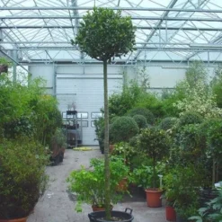 Echte Laurier Als Boom (Laurus Nobilis) -Aanbiedingen Bloem Land Winkel 20110822170548 6