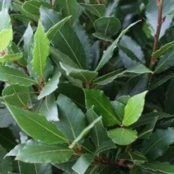 Echte Laurier Op Stam (Laurus Nobilis) -Aanbiedingen Bloem Land Winkel 20110822170724 4