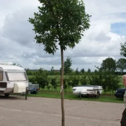 Aardbeiboom (Arbutus Unedo) -Aanbiedingen Bloem Land Winkel 20110822171531 4