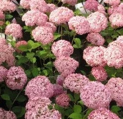 Hortensia (Hydrangea 'Pink Annabelle') -Aanbiedingen Bloem Land Winkel 20111219093740 1