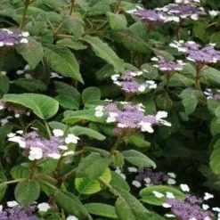 Fluweelhortensia (Hydrangea Aspera 'Sargentiana') -Aanbiedingen Bloem Land Winkel 20120125142753 1