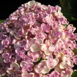 Seringhortensia (Hydrangea Macrophylla 'Ayesha') -Aanbiedingen Bloem Land Winkel 20120202134624 2