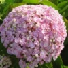 Seringhortensia (Hydrangea Macrophylla 'Ayesha') -Aanbiedingen Bloem Land Winkel 20120202134725 2