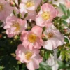 Miniklimroos (Rosa 'Open Arms') -Aanbiedingen Bloem Land Winkel 20120207105027 1