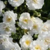 Miniklimroos (Rosa 'Guirlande D'Amour') -Aanbiedingen Bloem Land Winkel 20120207145857 1