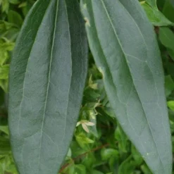 Bosrank, Groenblijvend (Clematis Armandii) -Aanbiedingen Bloem Land Winkel 20120211132337 5
