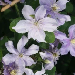 Bosrank (Clematis 'Justa') -Aanbiedingen Bloem Land Winkel 20120211142234 1 1