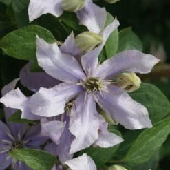 Bosrank (Clematis 'Justa') -Aanbiedingen Bloem Land Winkel 20120211142323 1 1