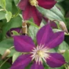Bosrank (Clematis 'Mikelite') -Aanbiedingen Bloem Land Winkel 20120211142757 1