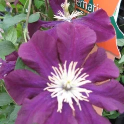 Bosrank (Clematis Viticella) -Aanbiedingen Bloem Land Winkel 20120211151041 1 1