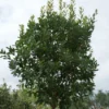 Aardbeiboom (Arbutus Unedo) -Aanbiedingen Bloem Land Winkel 20120213154447 4