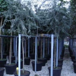 Aanbiedingen Bloem Land Winkel 5 Treursierpeer (Pyrus Salicifolia 'Pendula')